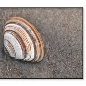 Close-Up Of Shell in The Sand  Print 100% Australian Made 120x90cm  (Poster)