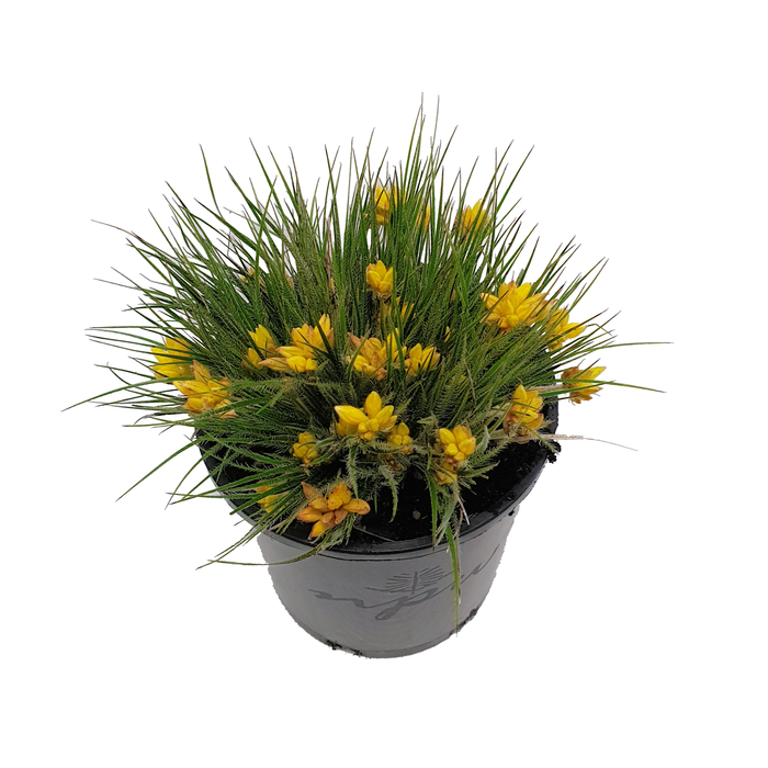 140mm Lemon Lights - Conostylis setigera