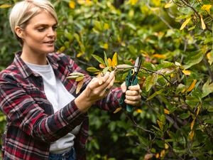A person pruning a tree with a hand pruner