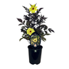 240mm Dahlia Mystic Illusion - Dahlia - Gardening Solutionz