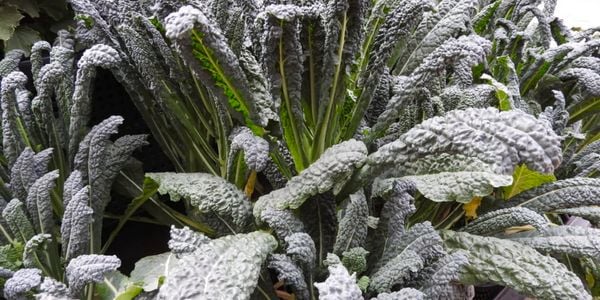 Fast and hearty harvests with Kale 'Tuscan Nero'