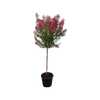 Enrich with Nature 30L Crepe Myrtle - Lagerstroemia indica Bergerac 