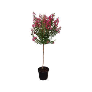 Enrich with Nature 30L Crepe Myrtle - Lagerstroemia indica Bergerac 