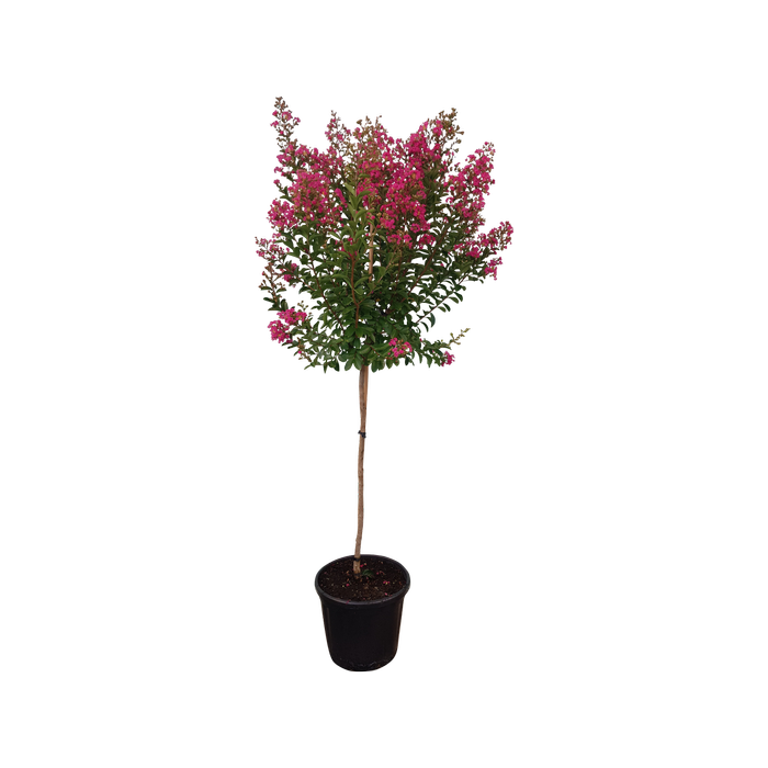 Enrich with Nature 30L Crepe Myrtle - Lagerstroemia indica Bergerac 