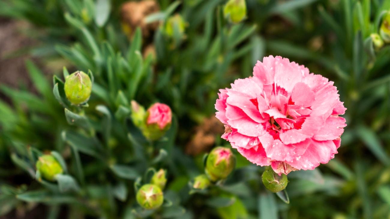 Close up of a vibrant pink dianthus flower