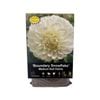 Yarra Valley Bulbs Dahlia Boundary Snowflake - 1 Pack