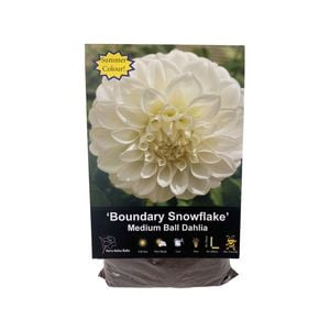 Yarra Valley Bulbs Dahlia Boundary Snowflake - 1 Pack