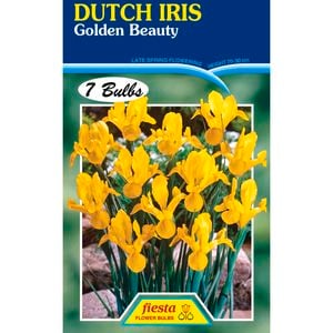 Fiesta Flower Bulbs Dutch Iris Golden Beauty - 7 Bulbs