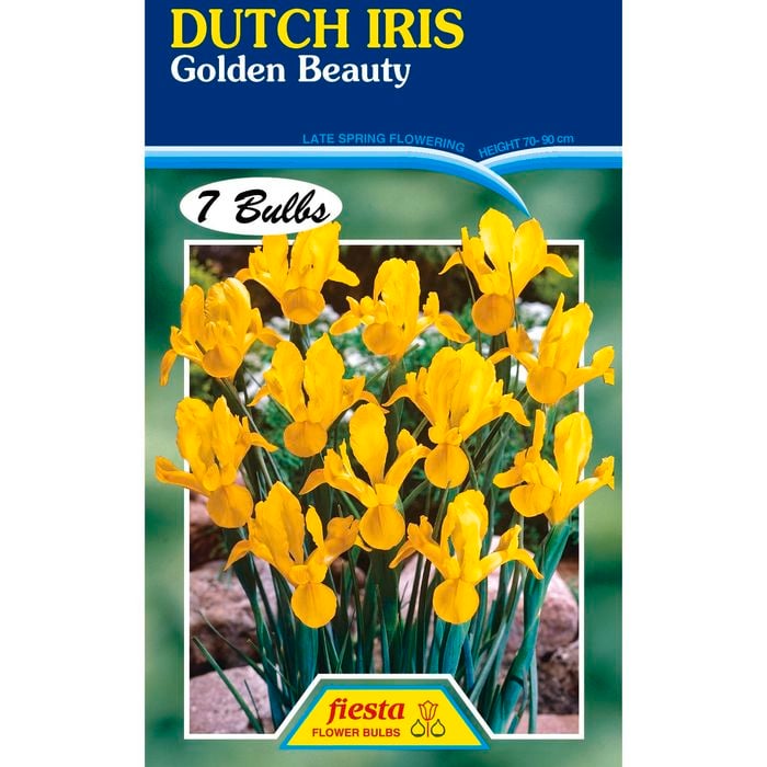 Fiesta Flower Bulbs Dutch Iris Golden Beauty - 7 Bulbs