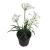 1.9L Agapanthus Finn - Agapanthus Africanus