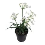 1.9L Agapanthus Finn - Agapanthus Africanus