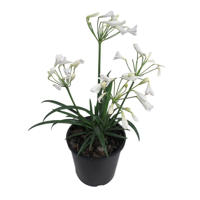 1.9L Agapanthus Finn - Agapanthus Africanus