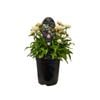 3.5L Cottage Braceantha - Bracteantha