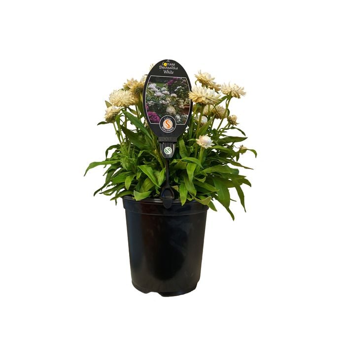 3.5L Cottage Braceantha - Bracteantha