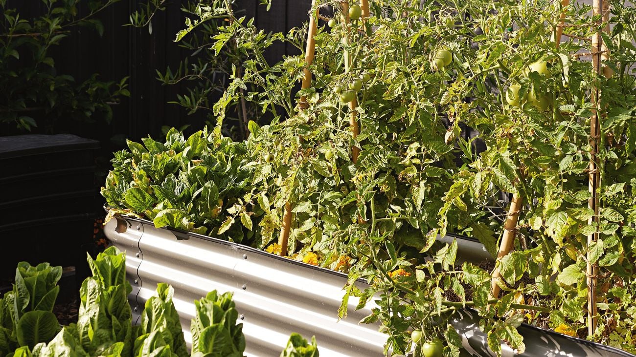 Vegetable garden in raised planter bed with stands for climber vegetables.