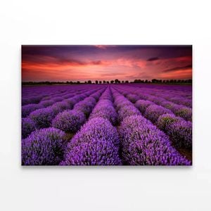 Purple Flowers under a Sky   Print 100% Australian Made 75 x 50cm  (Stretched)