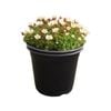 1.3L Saxifraga Tinkerbell - Saxifraga alba