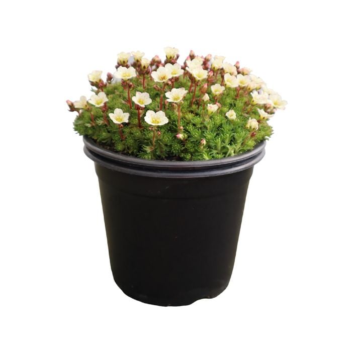 1.3L Saxifraga Tinkerbell - Saxifraga alba