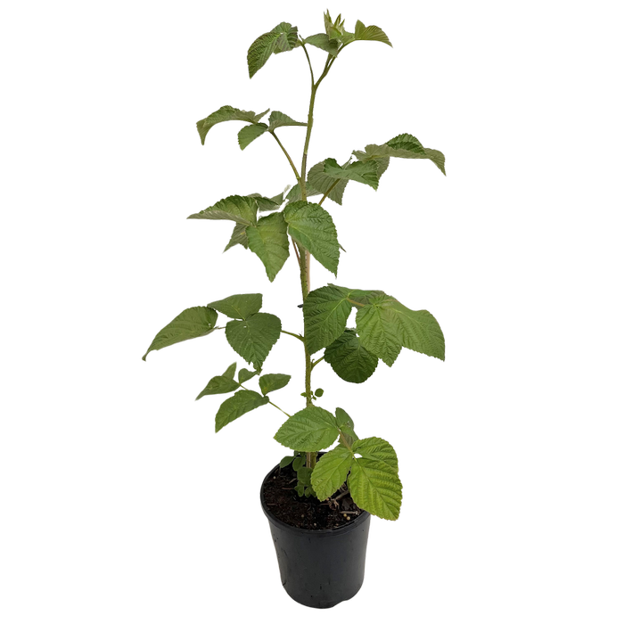 140mm Raspberry Heritage - Rubus Idaeus