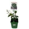 2L Fruiting Thornless Blackberry - Rubus ulmifolius