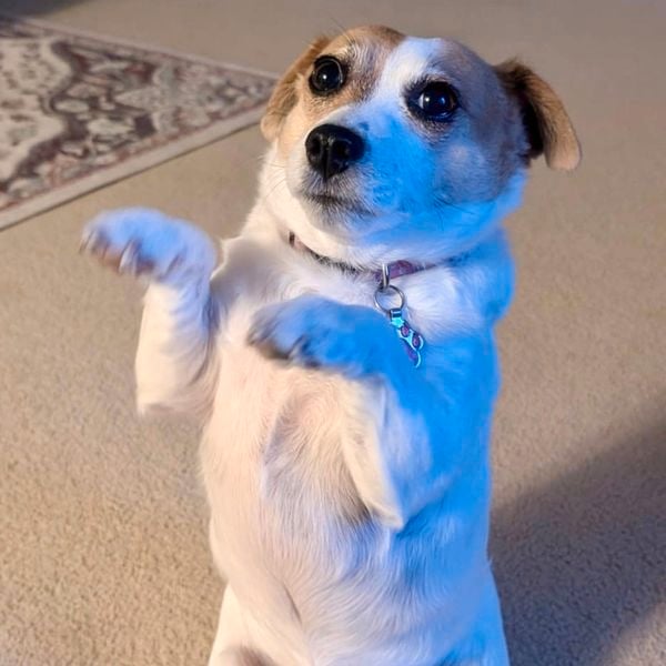 A small dog standing on its hind legs.