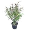 4L Goldfussia - Strobilanthes anisophyllus