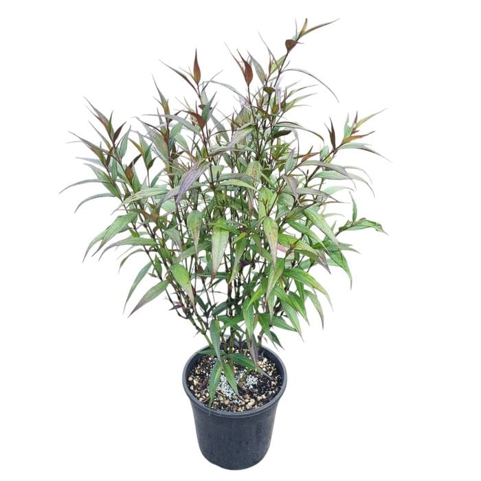 4L Goldfussia - Strobilanthes anisophyllus