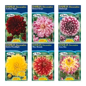 Bulb Dahlia Tuber - Decorative Types