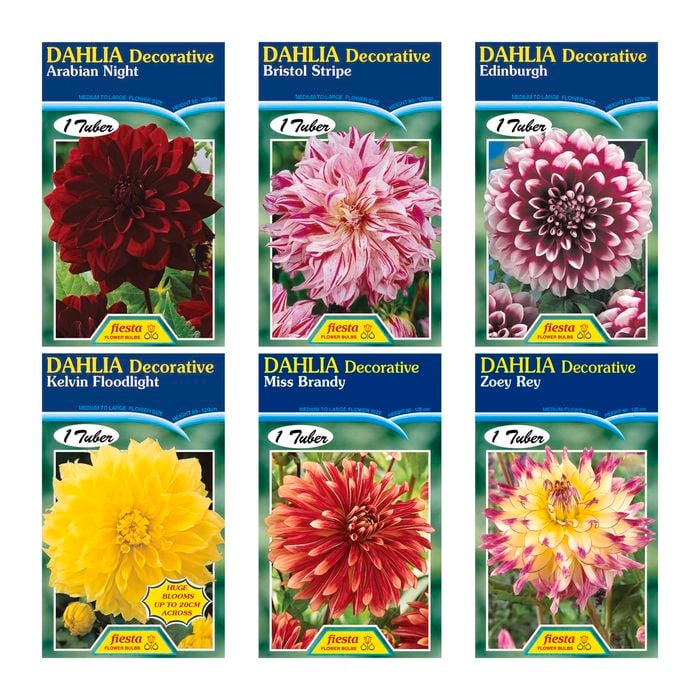Bulb Dahlia Tuber - Decorative Types