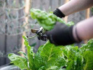 Mastering lettuce harvesting: Unlock sweet, fresh flavours by picking in youthful glory