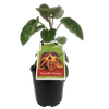 1.9L Tamarillo Muligan - Cyphomandra betacea - Incredible Edibles Range