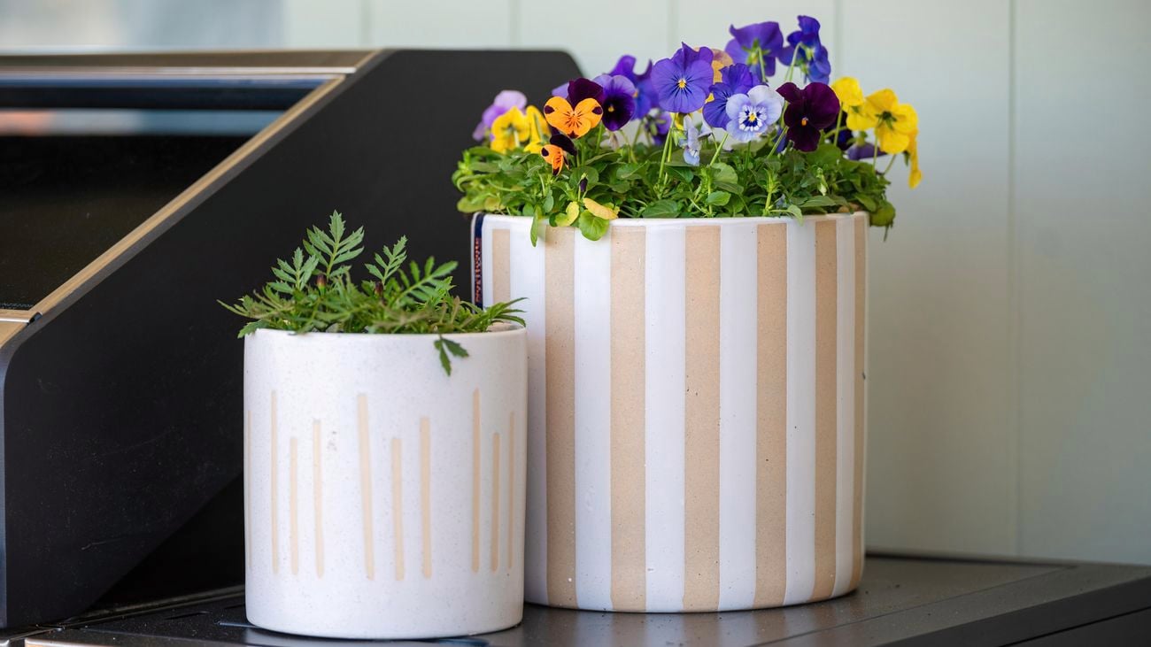 Revitalise your garden with vibrant spring blooms, perfect for both spaces