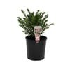 140mm Hebe Wiri Cloud