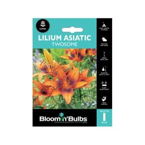 Bloomin' Bulbs Lilium Asiatic Twosome - 1 Pack