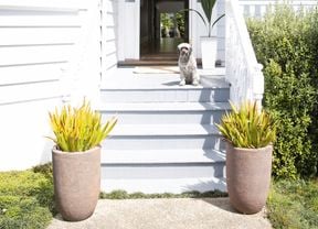 Exterior of a house with a small dog in the entrance way.