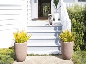 Exterior of a house with a small dog in the entrance way.