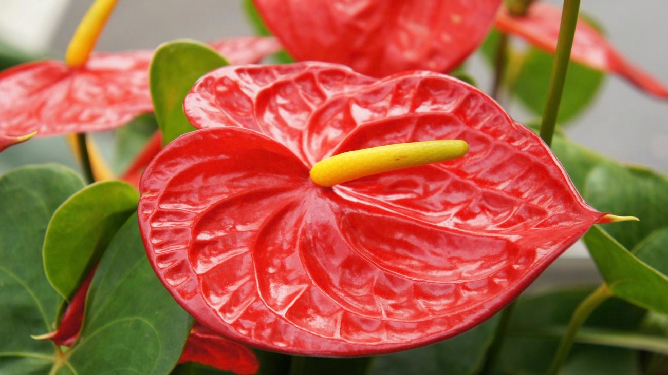 Anthurium plant.