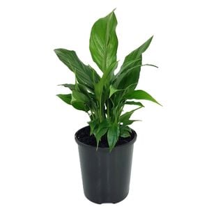 180mm Peace Lily - Spathiphyllum floribundum