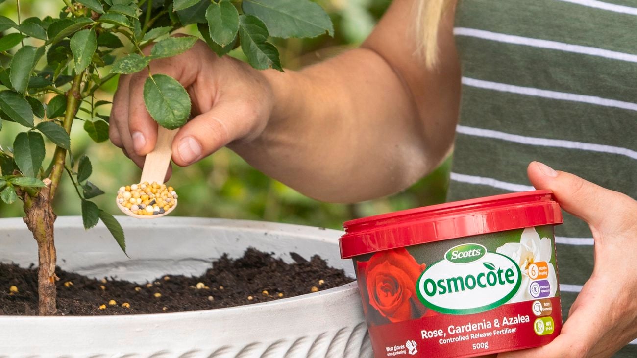 Horticulturist Melissa King sprinkles Scotts Osmocote Rose, Gardenia & Azalea Controlled release fertiliser around a potted plant.
