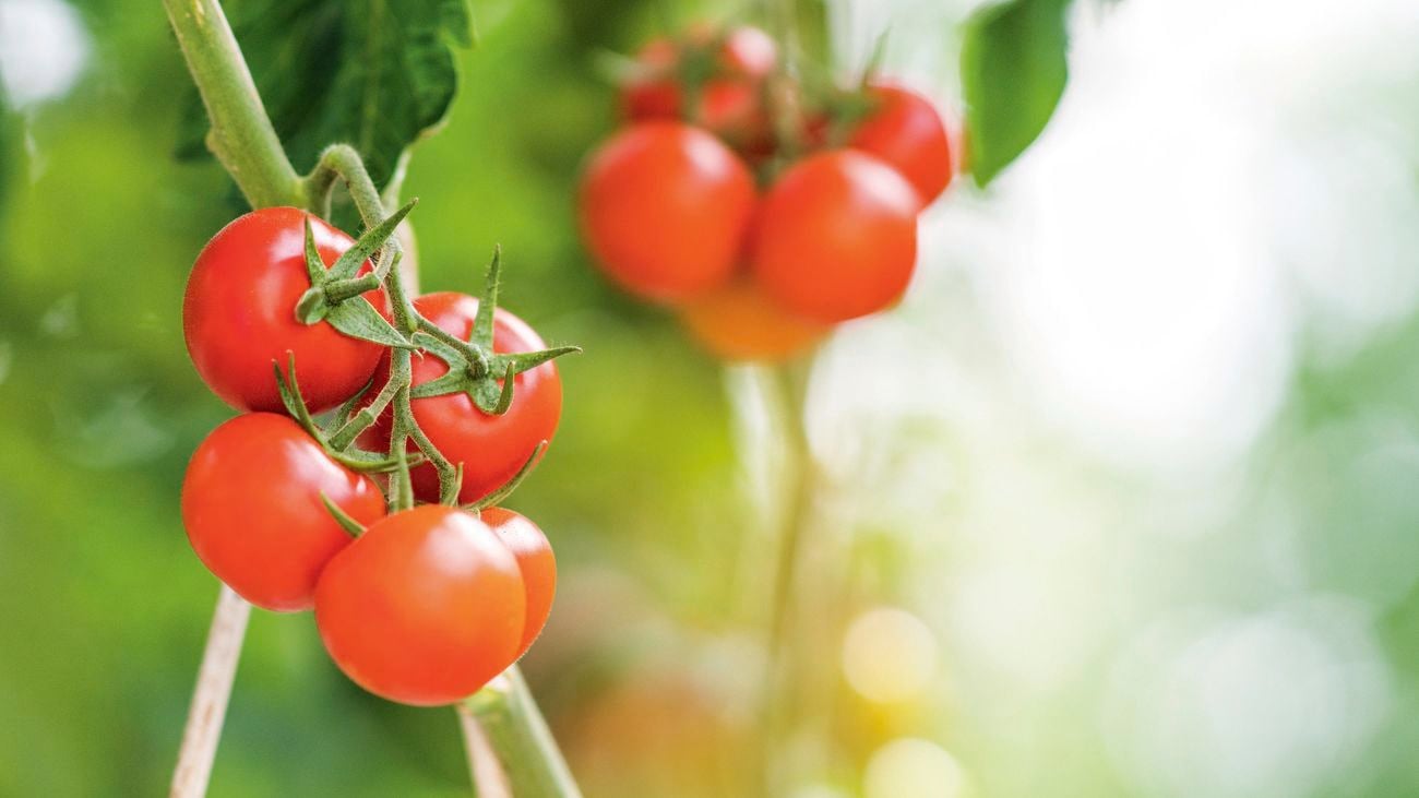 Red tomatoes growing on a vine