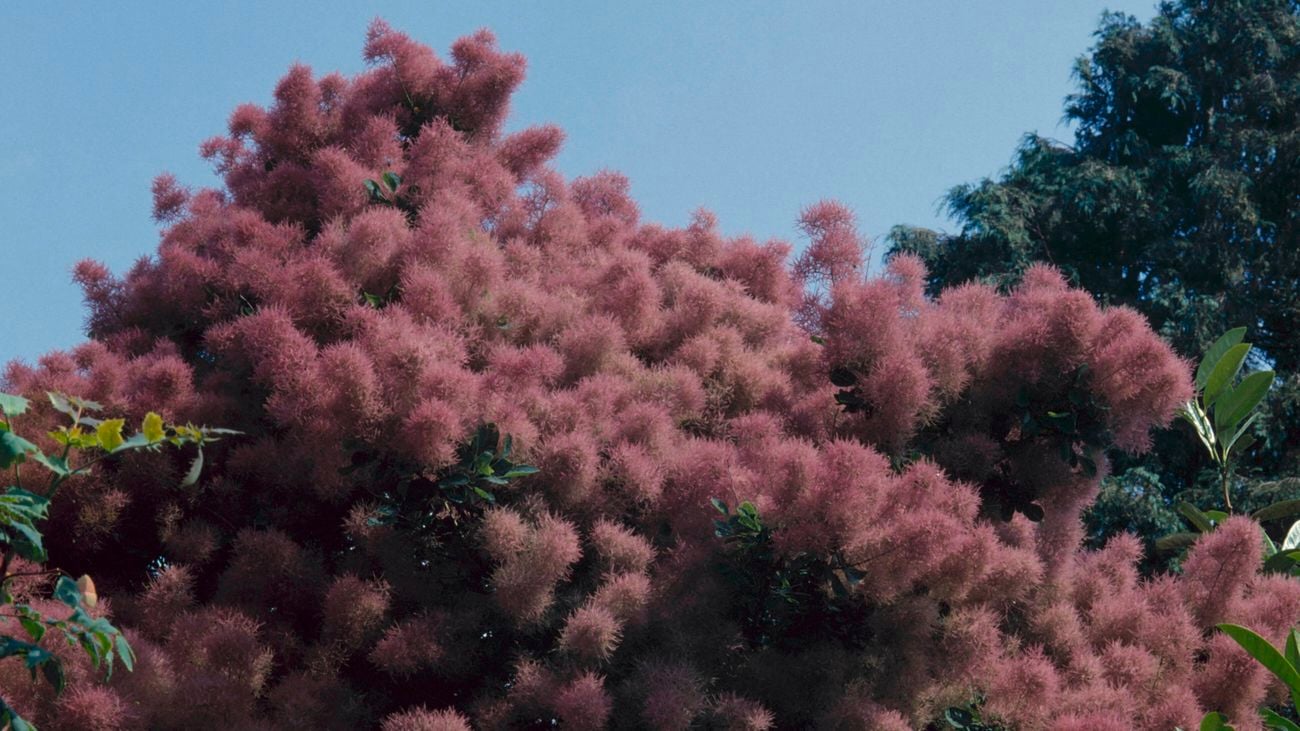 Deciduous shrub the smoke bush in purple in trees and shrubs plant category