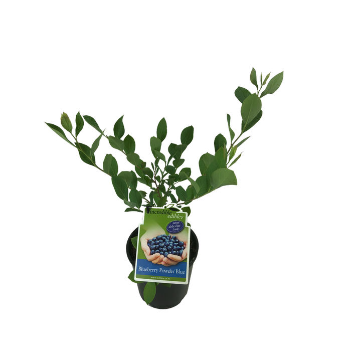 1.9L Blueberry Powder Blue - Vaccinium ashei - Incredible Edibles Range