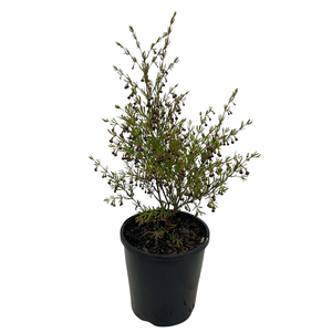 140mm Brown Boronia - Boronia megastigma