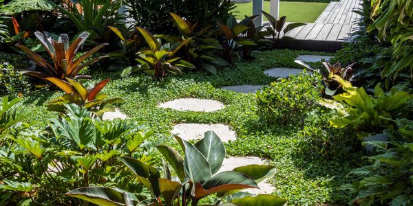 Landscaped garden with dense tropical plants and ground cover, a curved row of circular stepping stones leading to a timber deck and lawn under a pergola, with a grey fence in the background.
