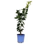 200mm Lemon Dwarf Meyer - Citrus Jambhiri
