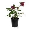 2.4L Helleborus Elly - Helleborus hybridus