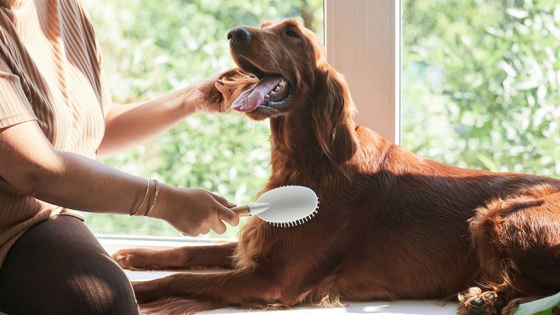 Brushing a long-haired, brown coloured dog to show how to reduce dog shedding and keep the coat healthy indoors.