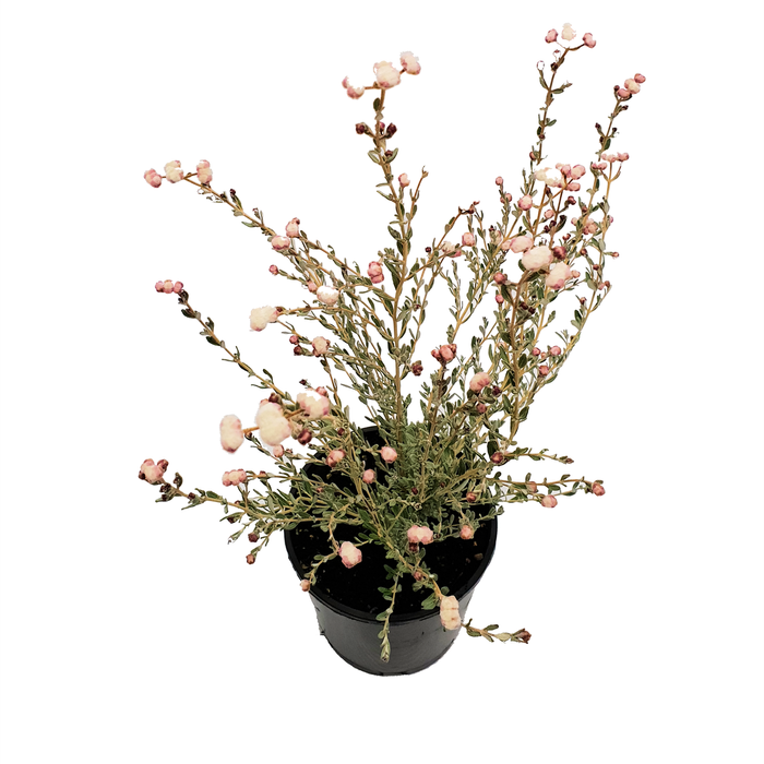 140mm Dicrastylis - Dicrastylus globiflora