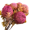 Blooms of Joy 40cm Pink Banksia Baxteri 5 Piece