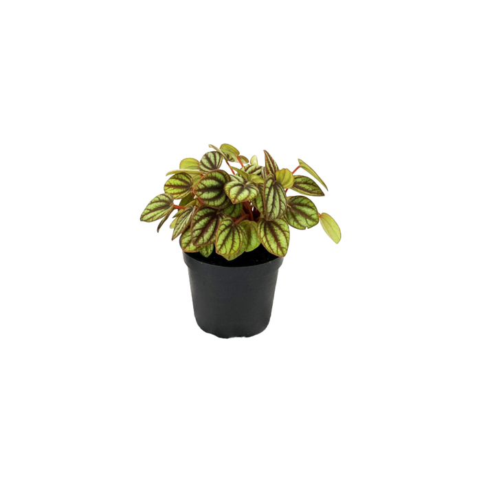 60mm Mini Mates Range Assorted Peperomia PBR